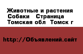 Животные и растения Собаки - Страница 4 . Томская обл.,Томск г.